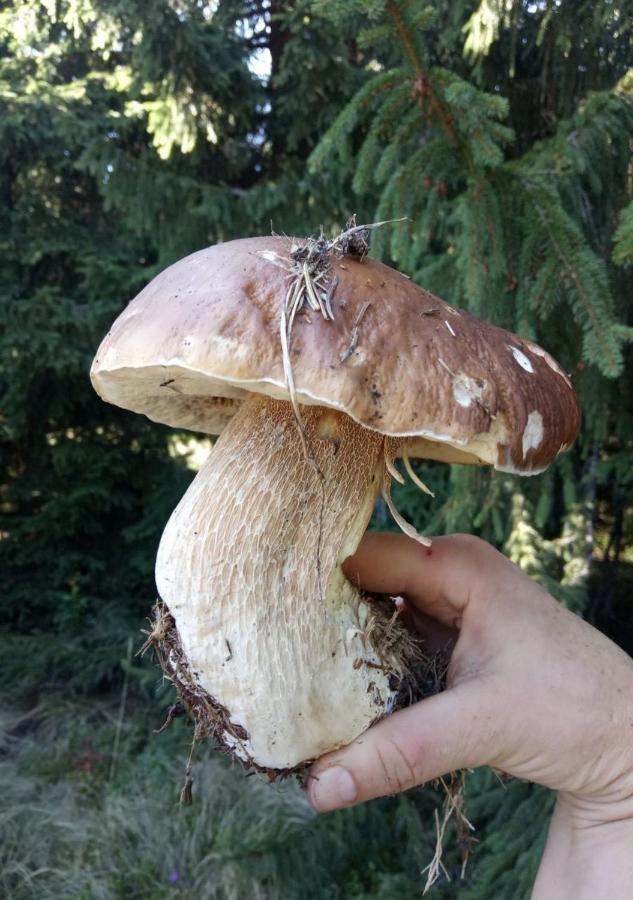 Bat'Kivska Hata Stari Kuty Extérieur photo